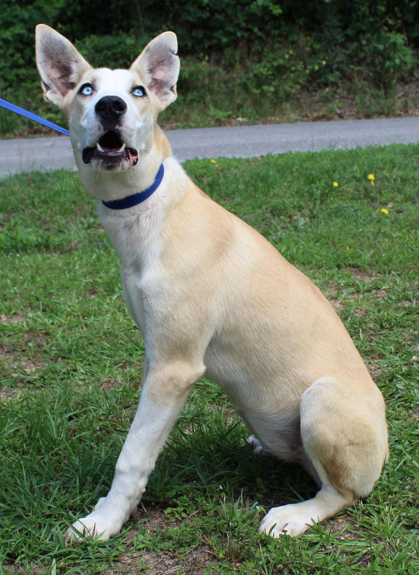 Bluebell 43609, a Adoptable Husky in Prattville, AL image 1/3