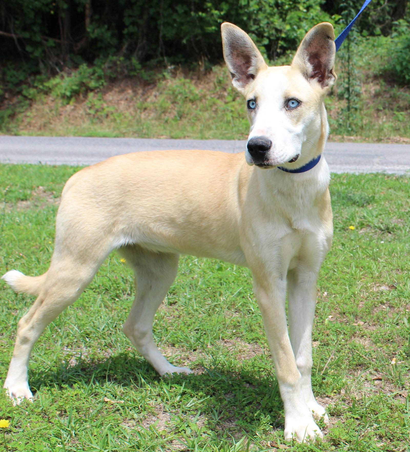 Bluebell 43609, a Adoptable Husky in Prattville, AL image 2/3