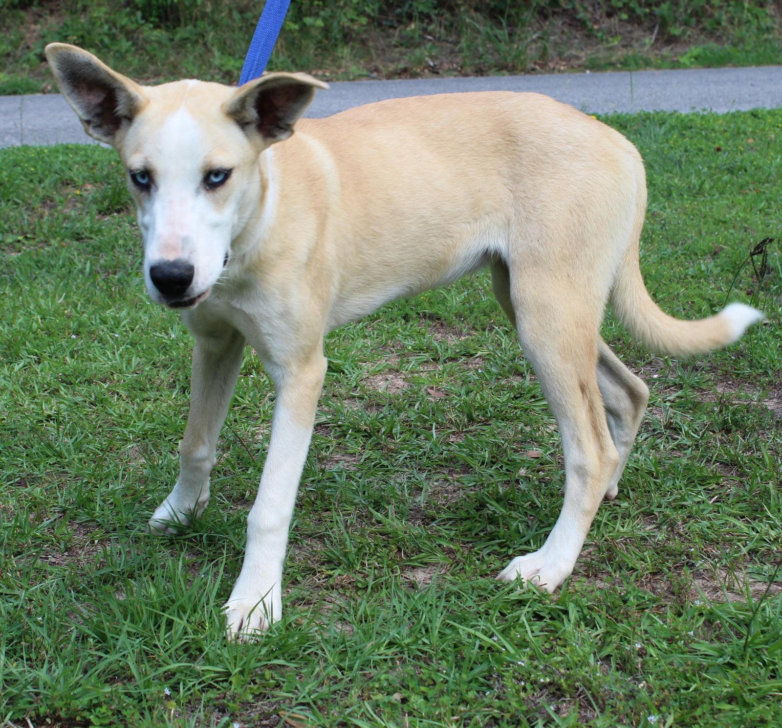 Bluebell 43609, a Adoptable Husky in Prattville, AL image 3/3