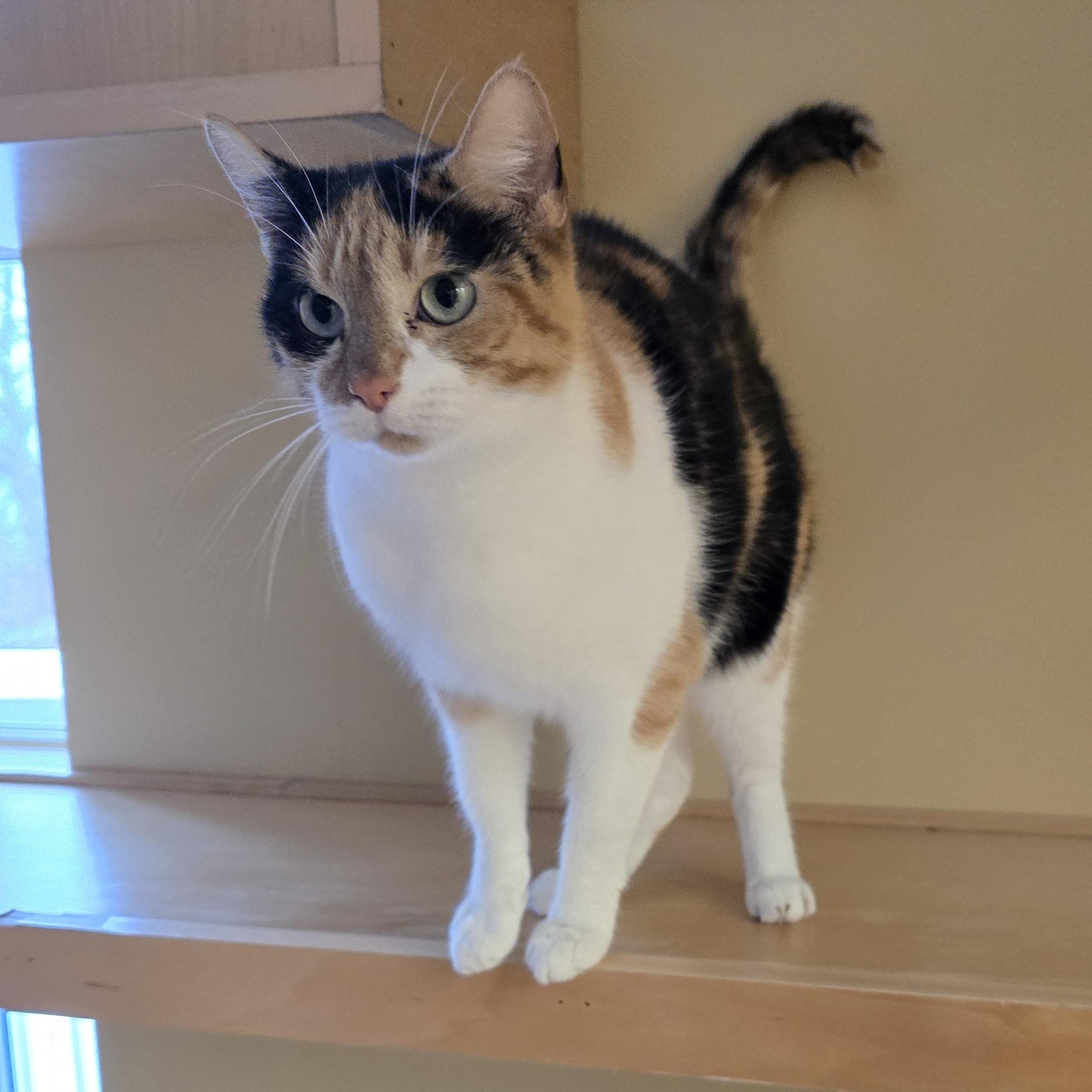 Enlarge Trixie, an adopted Calico in Bristol, RI image 2/3