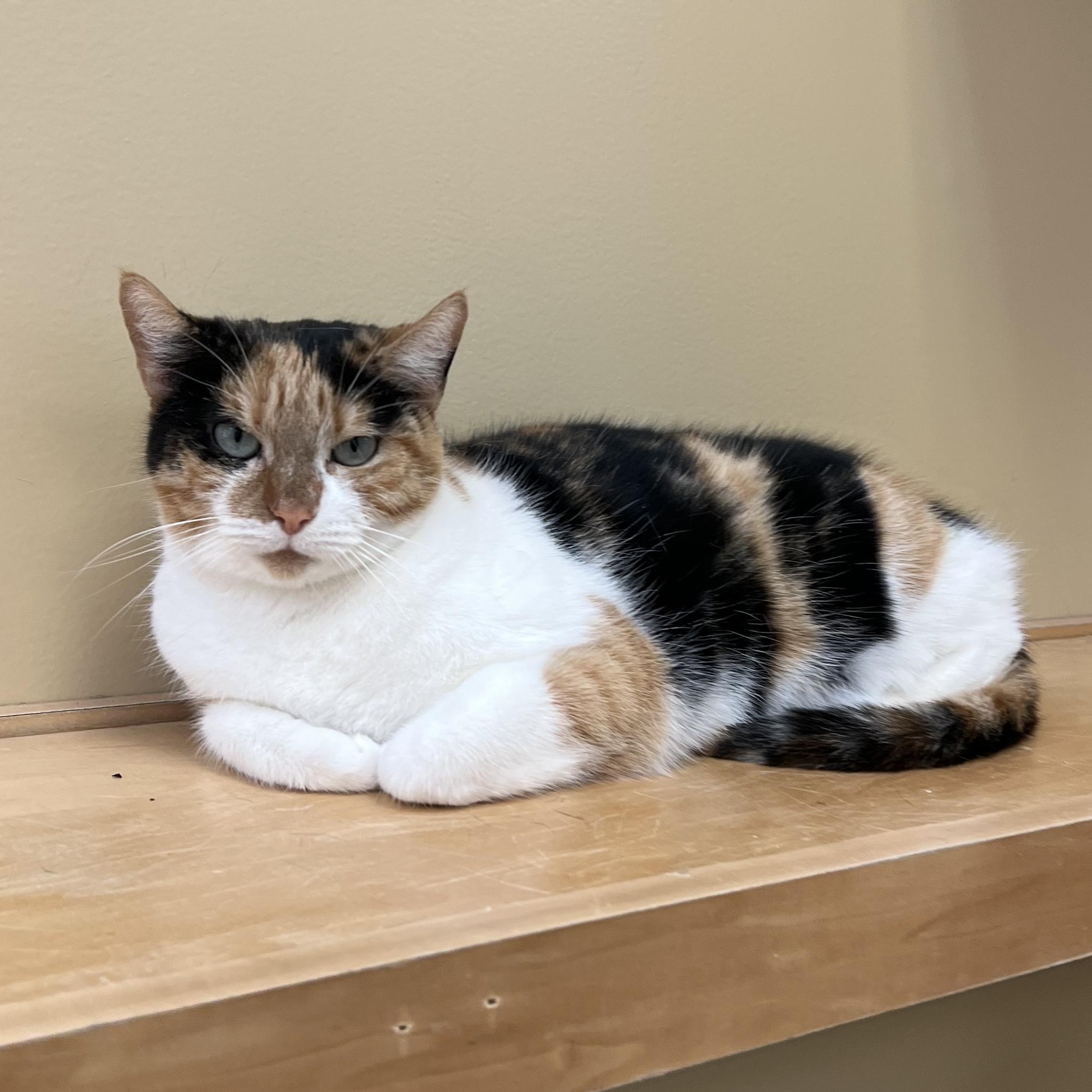 Enlarge Trixie, an adopted Calico in Bristol, RI image 3/3