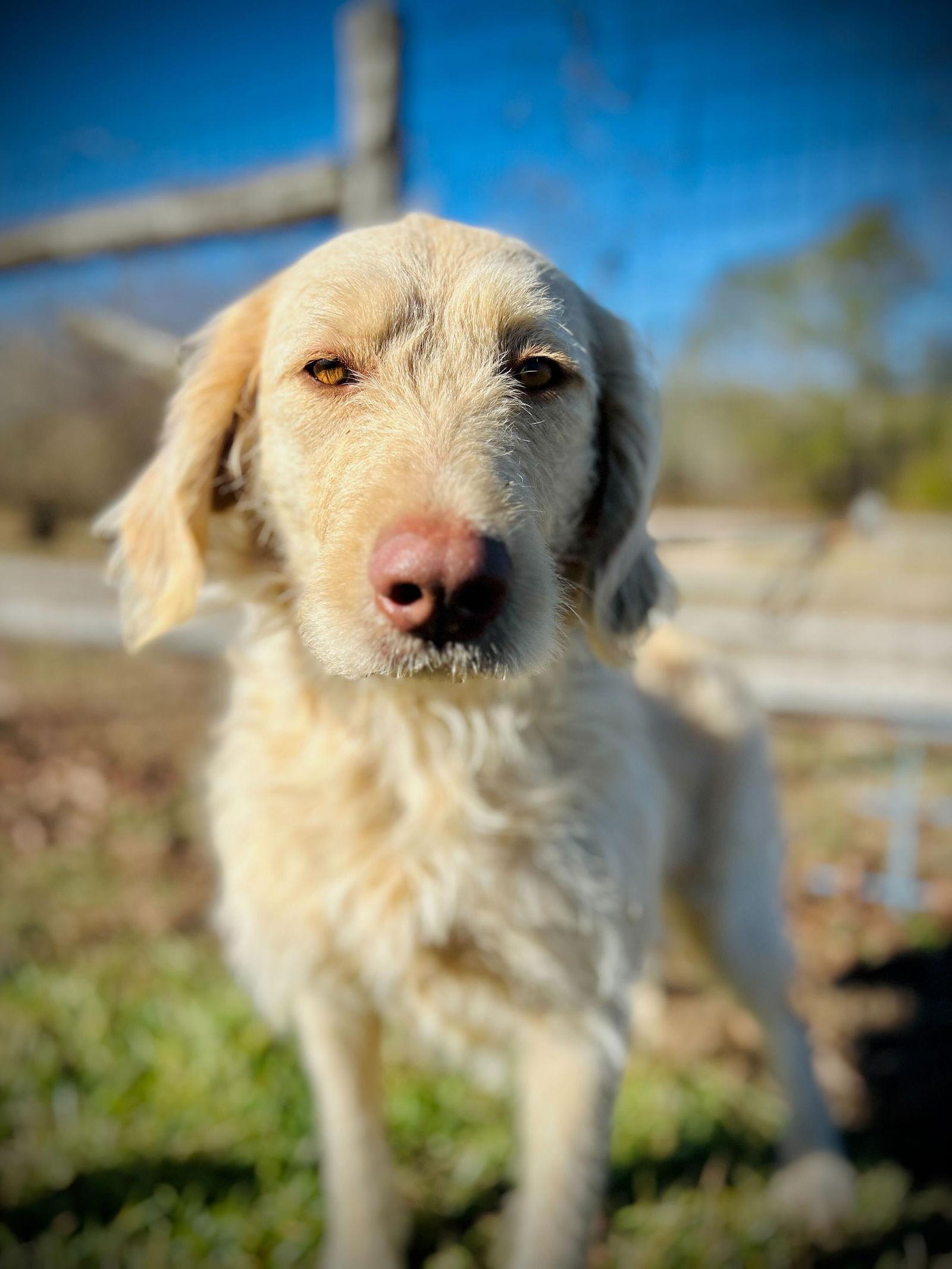 Enlarge Honey of Earl Nov 25, a Adoptable mixed breed in Pacolet, SC image 1/3