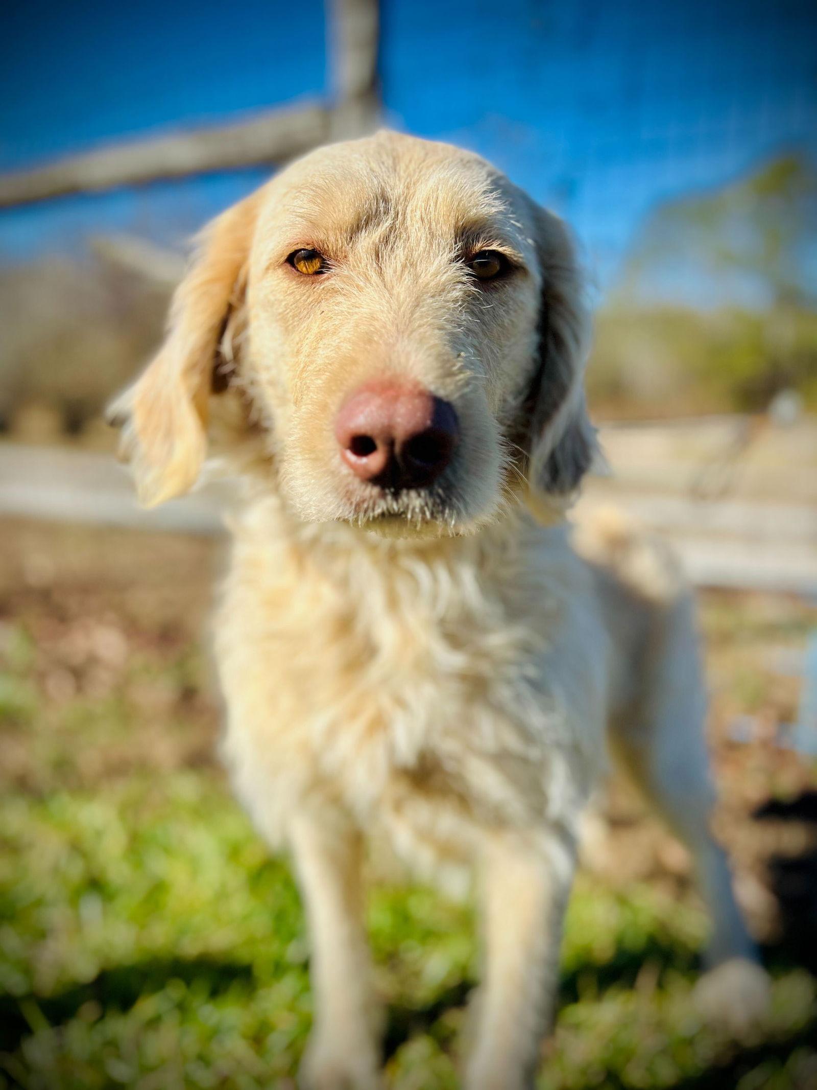 Enlarge Honey of Earl Nov 25, a Adoptable mixed breed in Pacolet, SC image 2/3