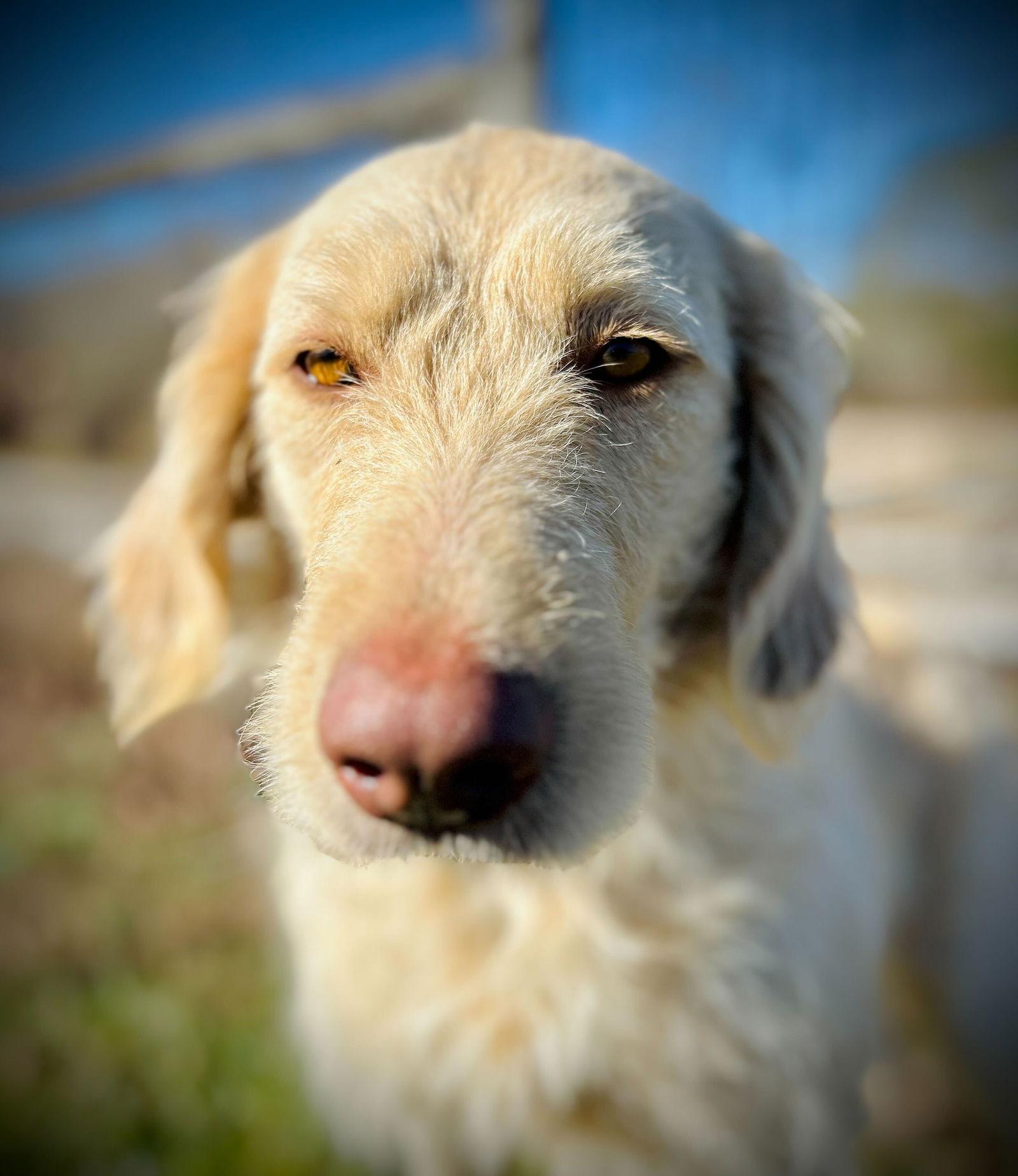 Enlarge Honey of Earl Nov 25, a Adoptable mixed breed in Pacolet, SC image 3/3