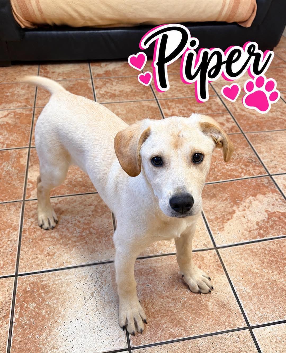 Piper, Adoptable, Young Female Labrador Retriever.