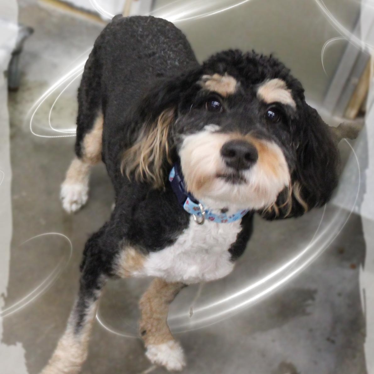 Ellie, adopted, Young Female Bernedoodle.