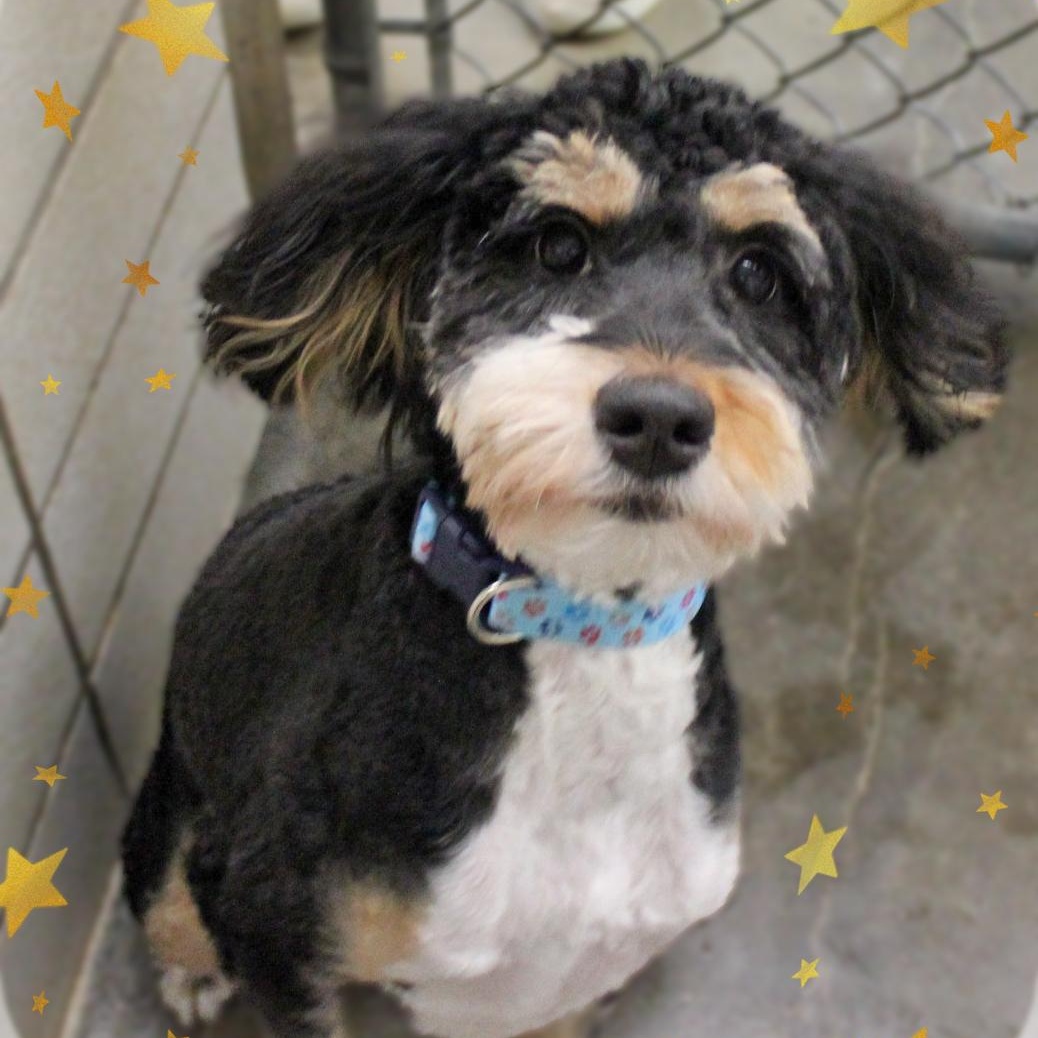 Enlarge Ellie, an adopted Bernedoodle in Amelia, OH image 2/2