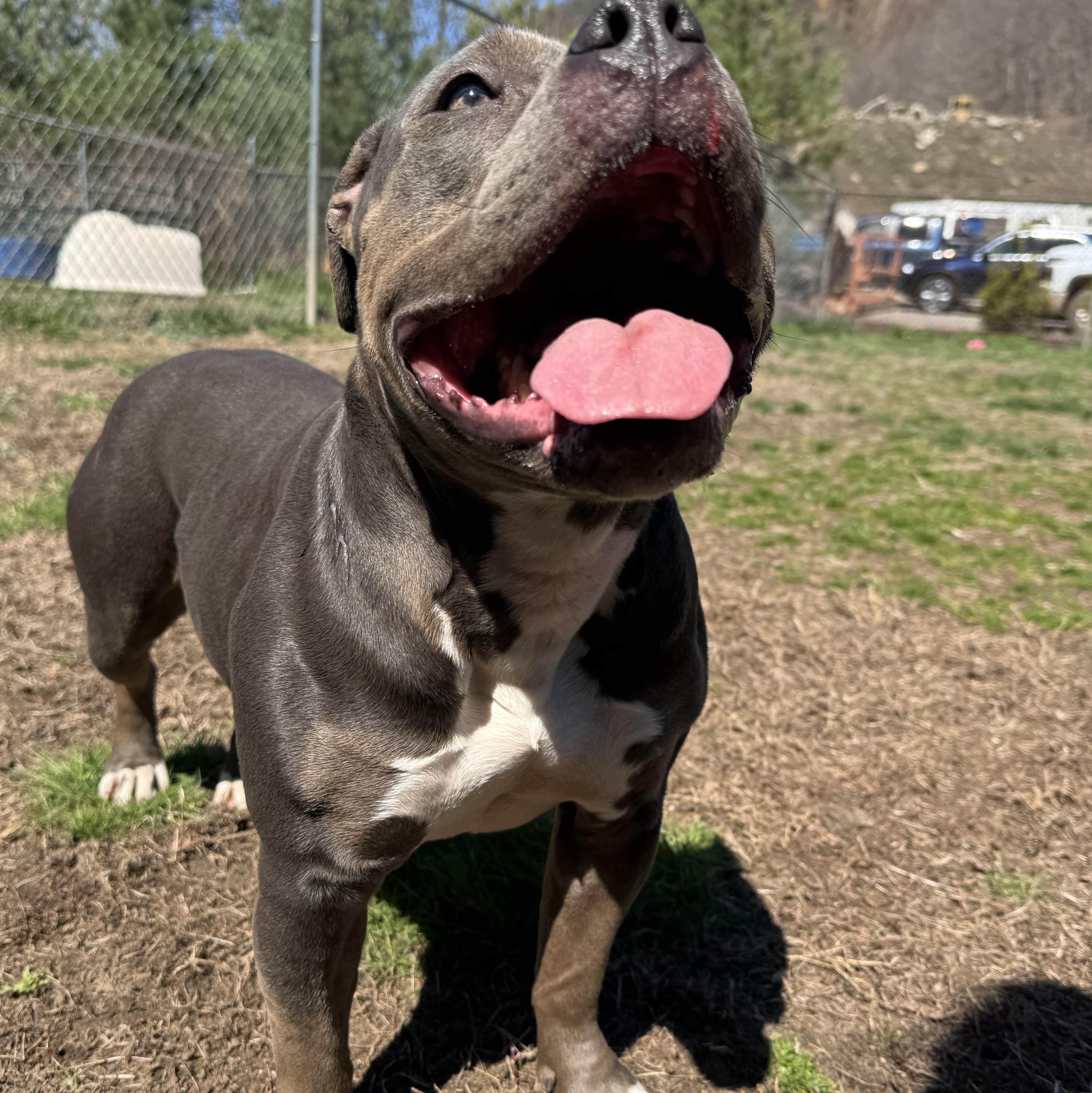 Enlarge Brook, a ADOPTABLE American Bully in Woodbridge, CT image 2/2