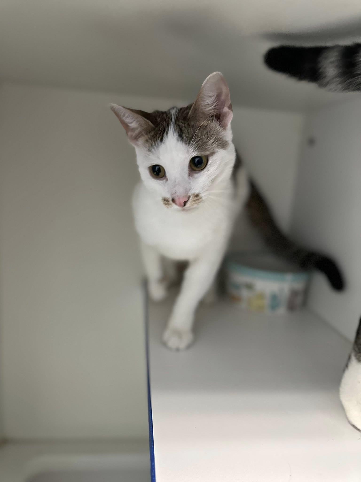 Enlarge Abbot, a ADOPTABLE Domestic Short Hair in Clinton, IL image 1/2