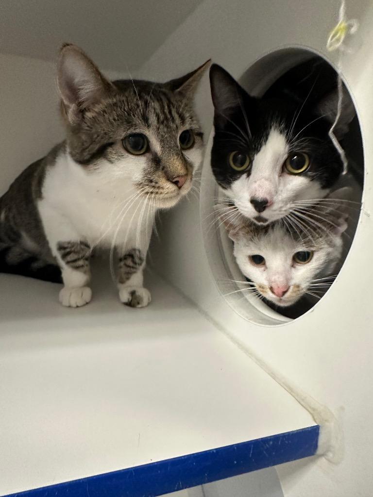 Enlarge Abbot, a ADOPTABLE Domestic Short Hair in Clinton, IL image 2/2