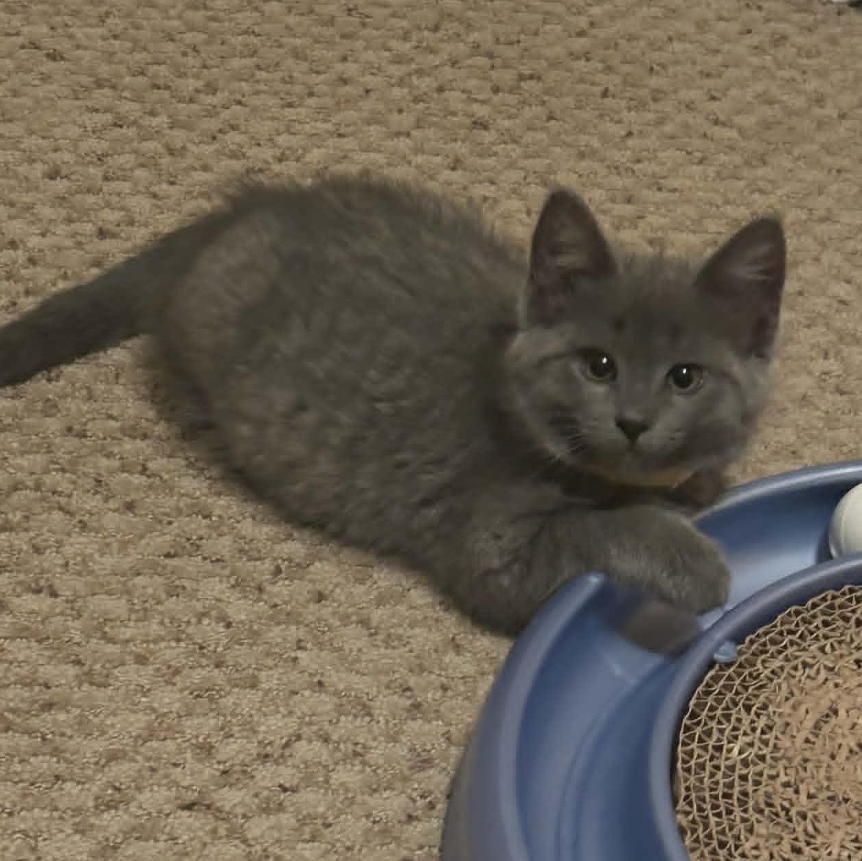 Colonel Mustard, adopted, Kitten Female Domestic Short Hair.