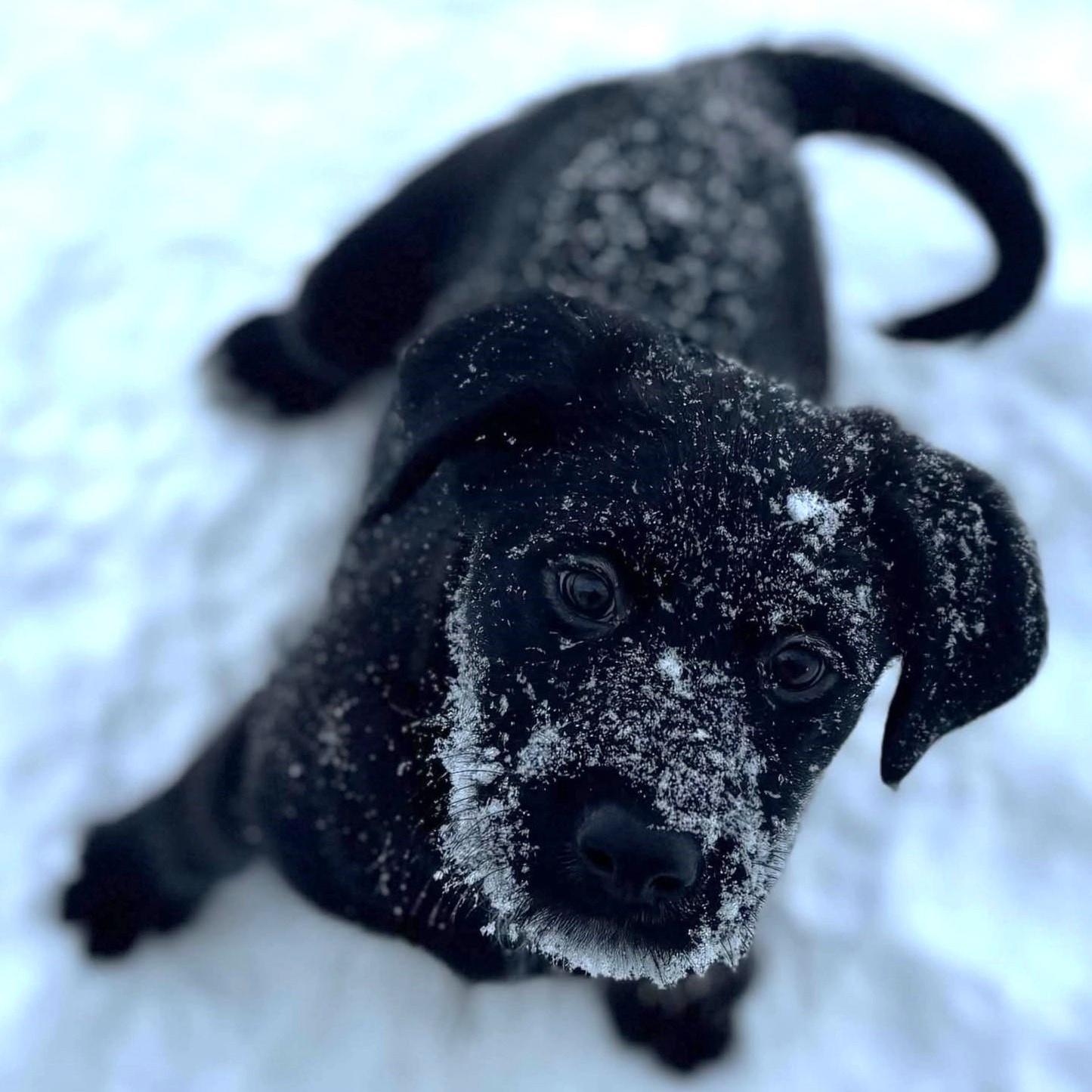 Leah F, adopted, Puppy Female Labradoodle & Hound.