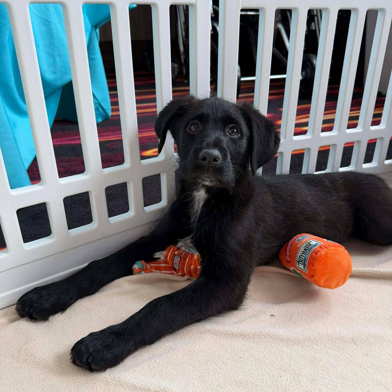 Enlarge Leah F, an adopted mixed breed in Rochester, NY image 4/4