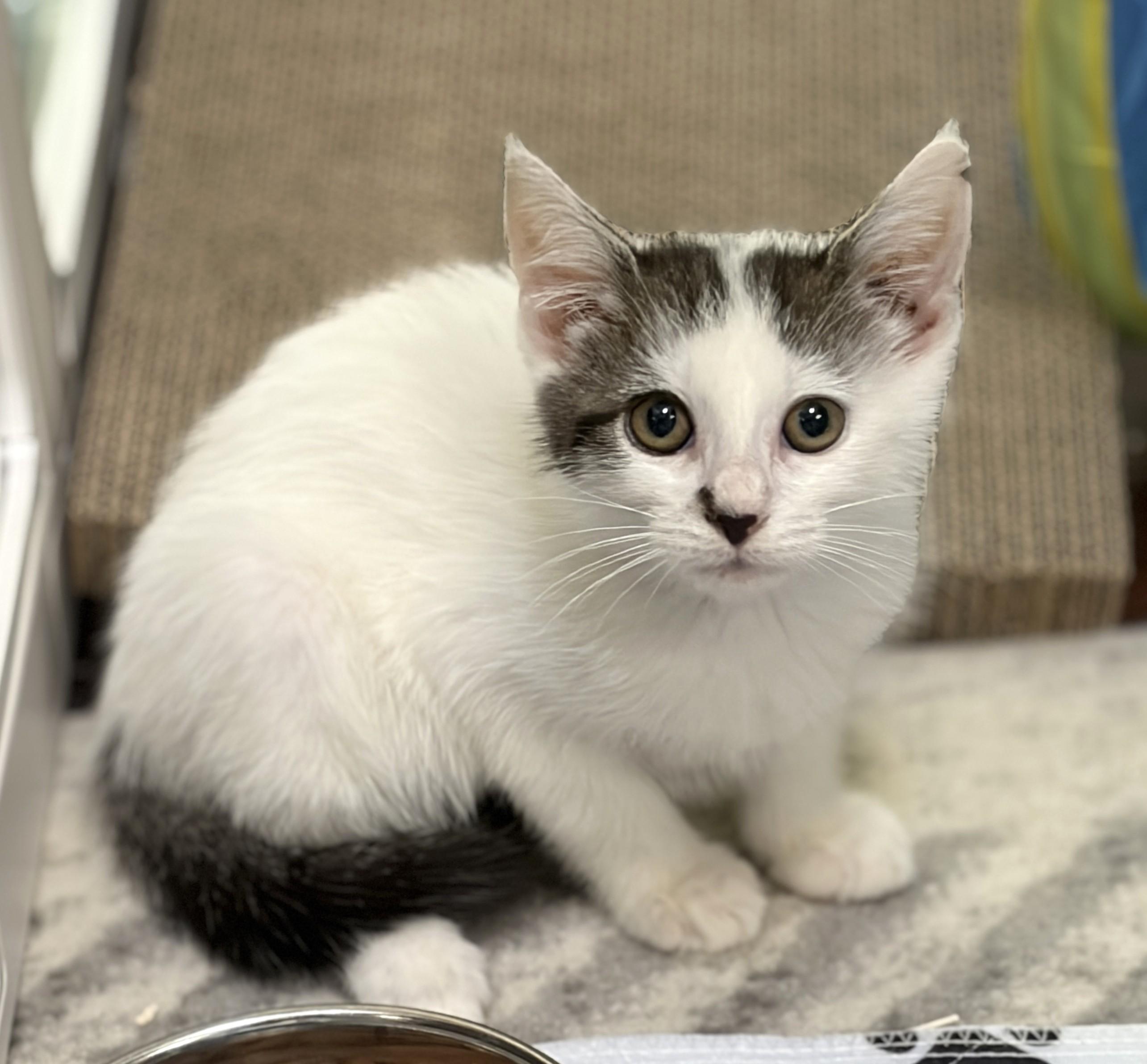 Enlarge Venus, a Adopted Domestic Short Hair in New Albany, OH image 3/3