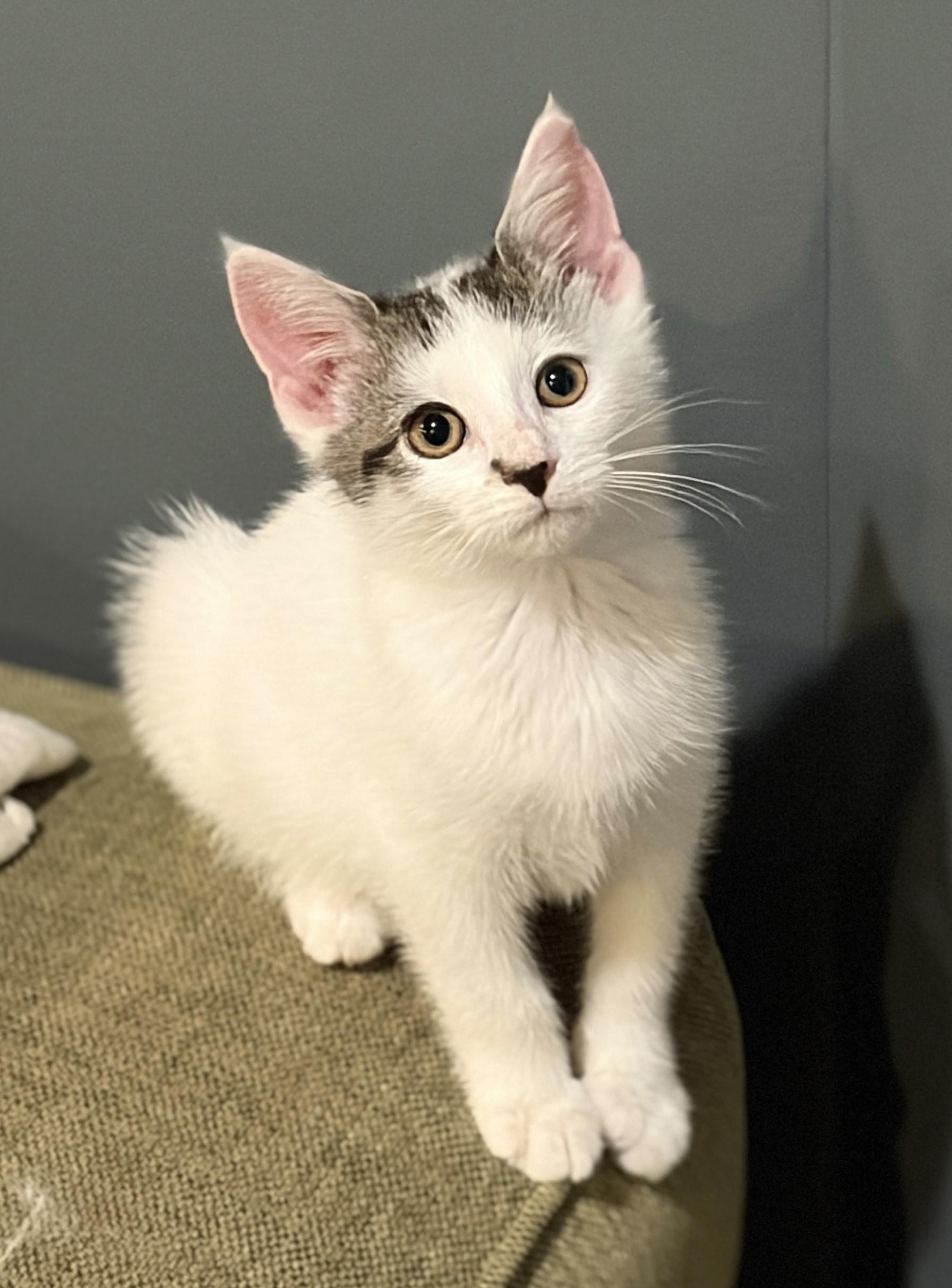 Enlarge Venus, a Adopted Domestic Short Hair in New Albany, OH image 2/3