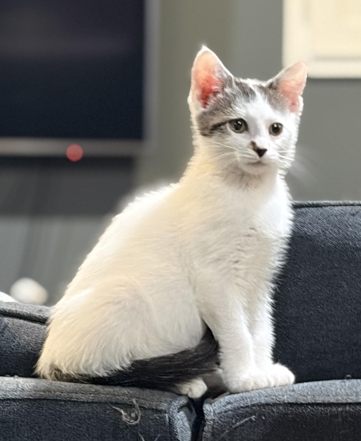Enlarge Venus, a Adopted Domestic Short Hair in New Albany, OH image 1/3