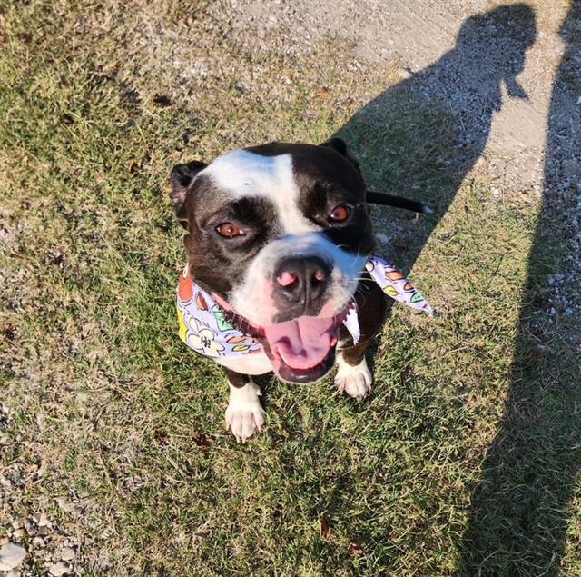 LOLA, Adoptable, Young Female American Bulldog & Mixed Breed.
