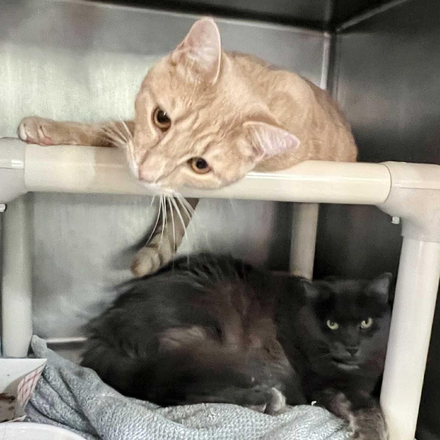 Axel - cagemate & bonded with Abel