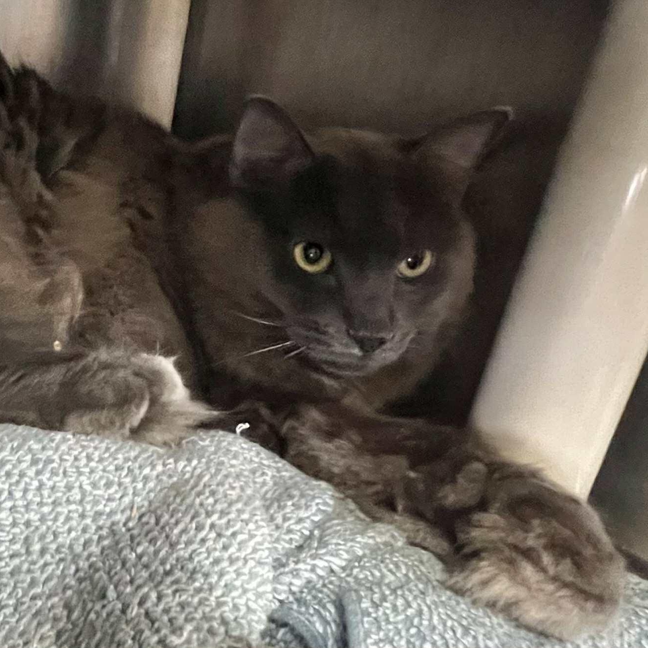 Axel - cagemate & bonded with Abel