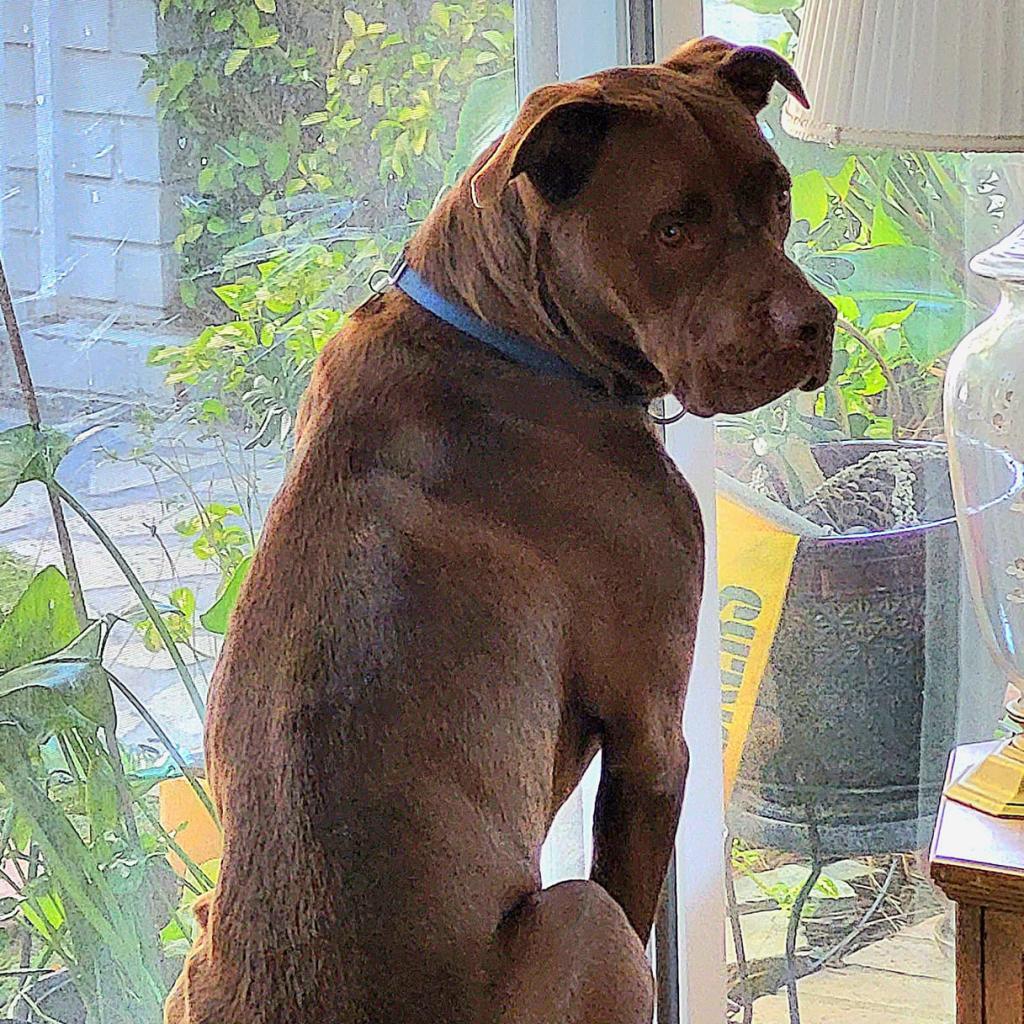 Scooby, Adoptable, Senior Male Chocolate Labrador Retriever & Mixed Breed.