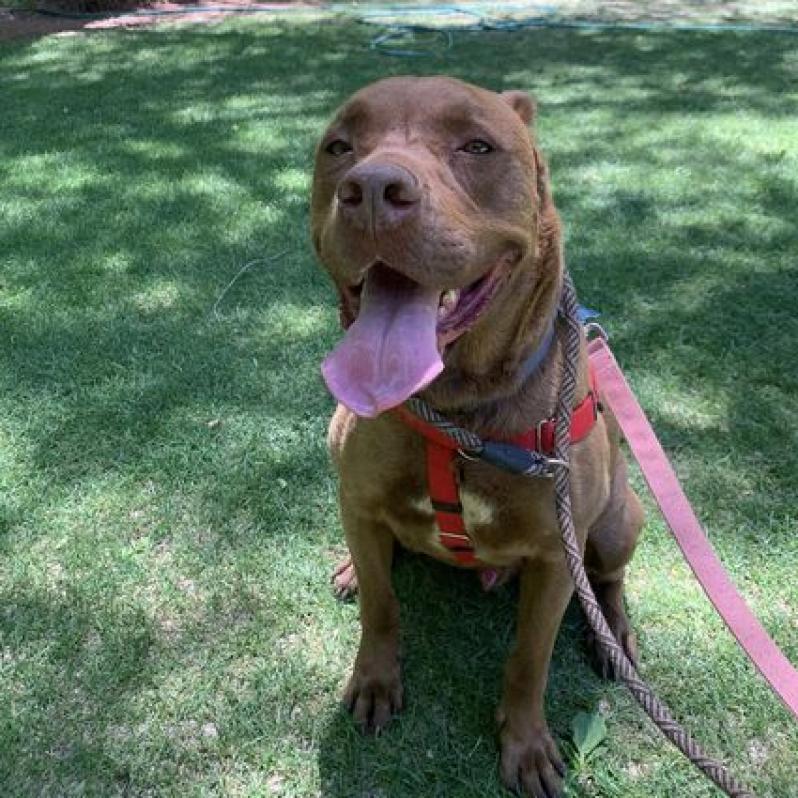 Enlarge Scooby, a Adoptable mixed breed in Kanab, UT image 2/5