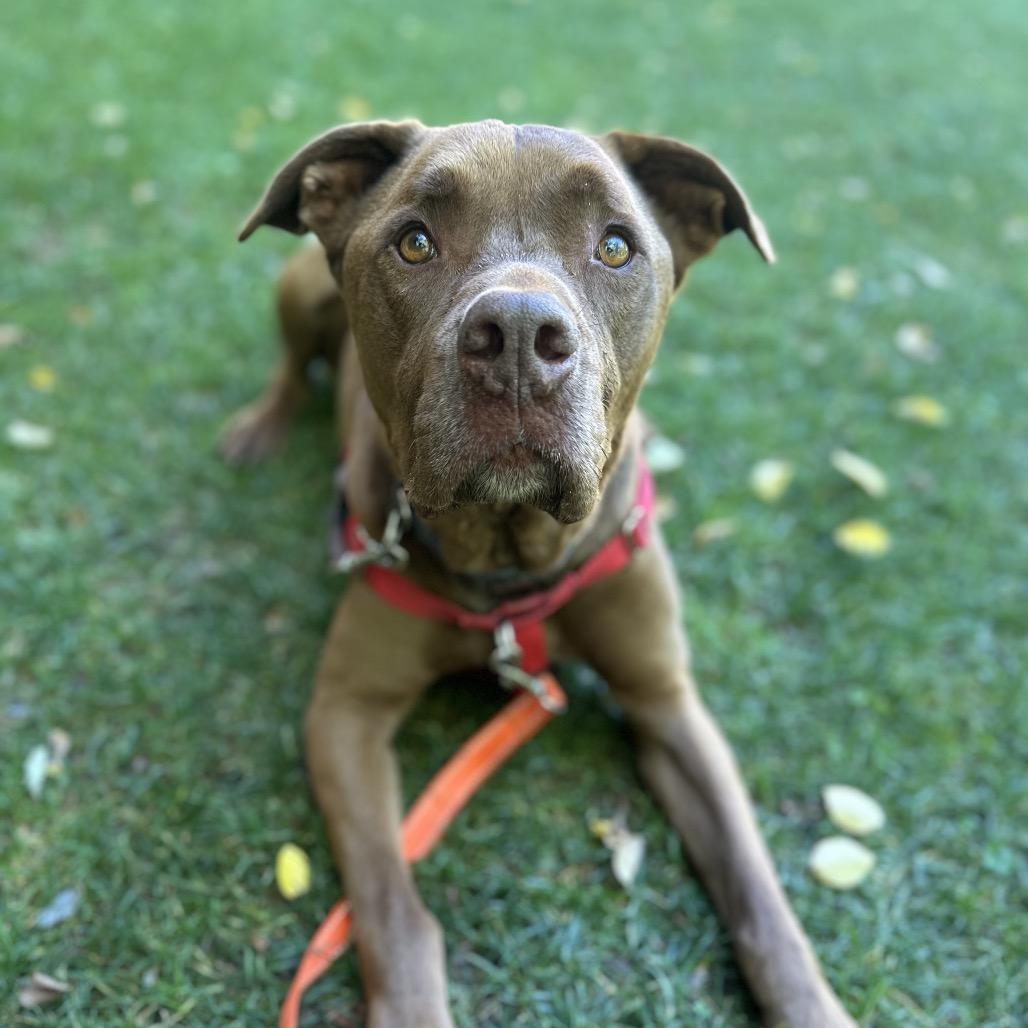 Enlarge Scooby, a Adoptable mixed breed in Kanab, UT image 3/5