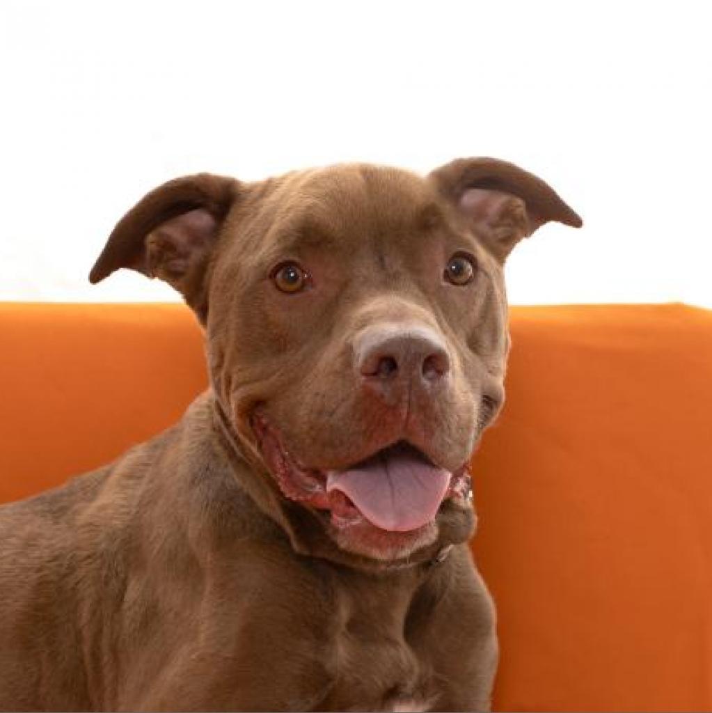 Enlarge Scooby, a Adoptable mixed breed in Kanab, UT image 5/5