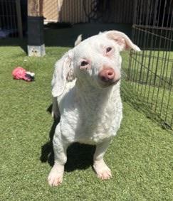 Enlarge Remy, a Adoptable mixed breed in Del Mar, CA image 2/5