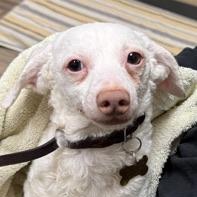Remy, Adoptable, Adult Male Maltese & Chihuahua.
