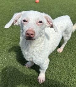 Enlarge Remy, a Adoptable mixed breed in Del Mar, CA image 5/5