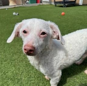 Enlarge Remy, a Adoptable mixed breed in Del Mar, CA image 4/5
