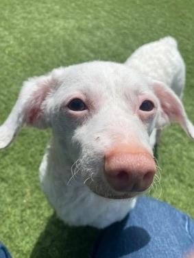 Enlarge Remy, a Adoptable mixed breed in Del Mar, CA image 3/5