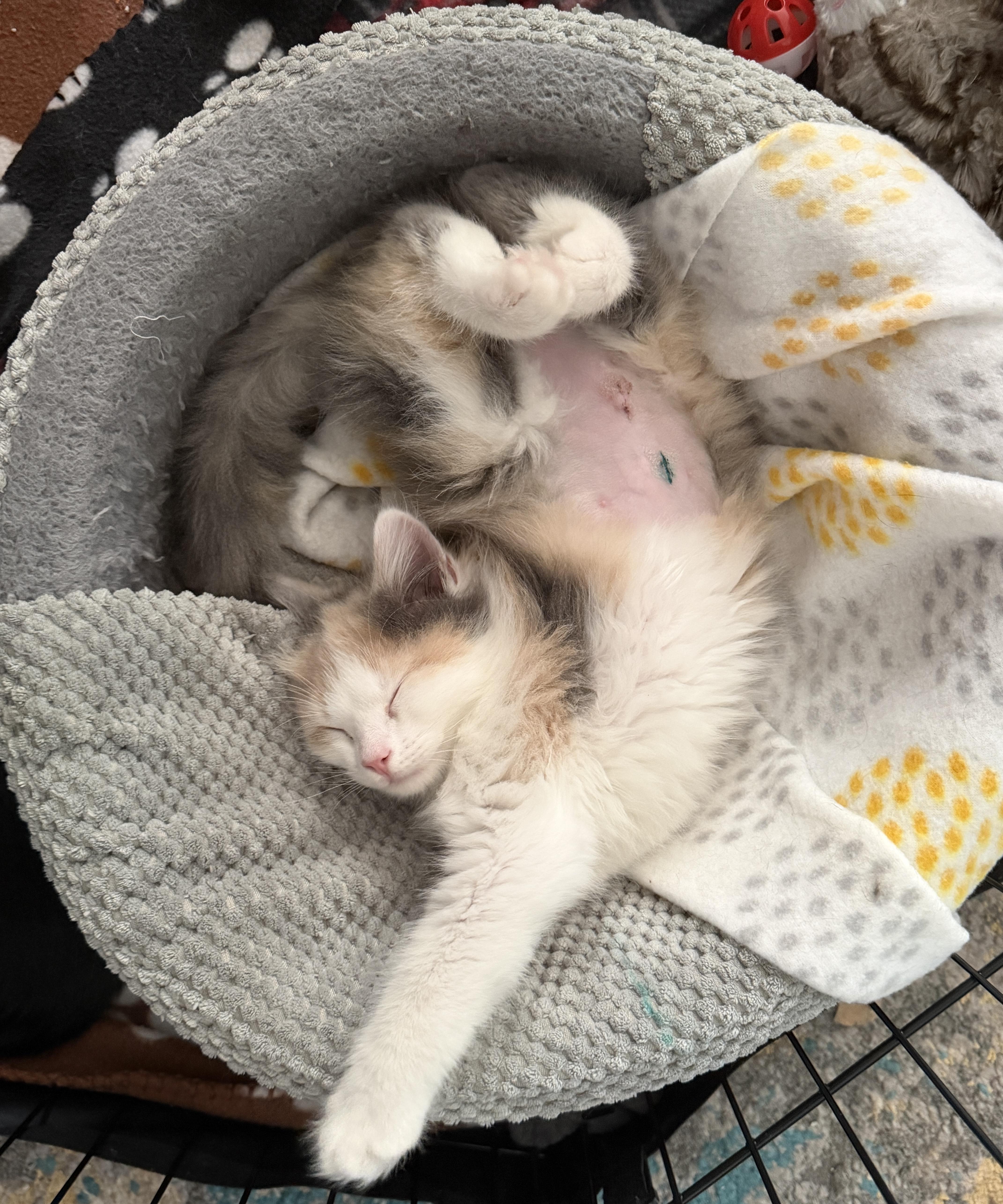 Sassy and Otto, an adopted Domestic Long Hair in Rochester, NY image 3/6