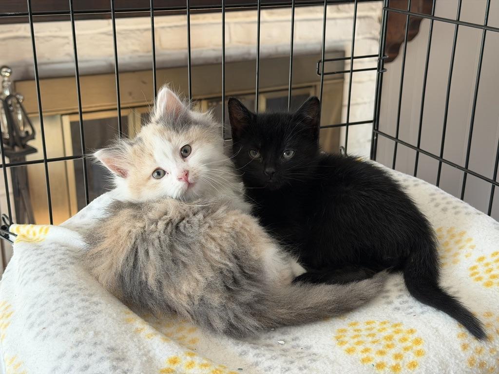 Sassy and Otto, an adopted Domestic Long Hair in Rochester, NY image 1/6