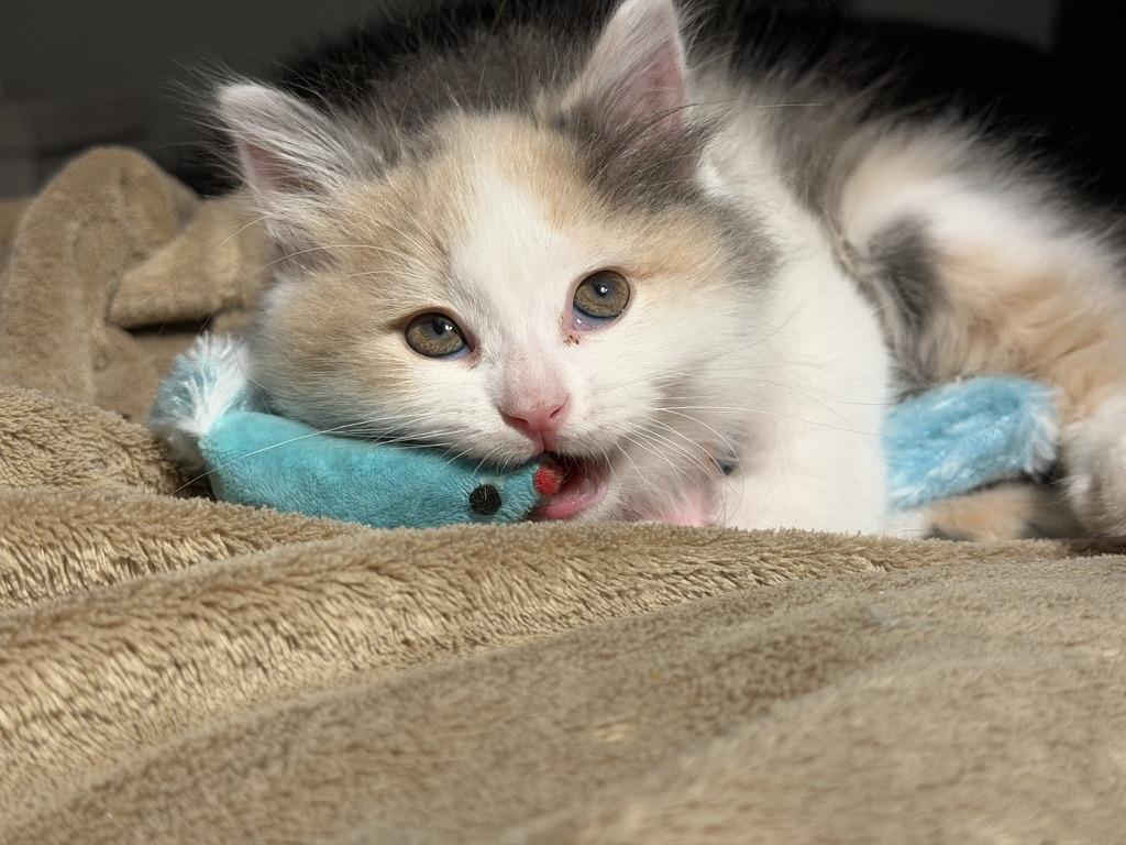 Sassy and Otto, an adopted Domestic Long Hair in Rochester, NY image 5/6