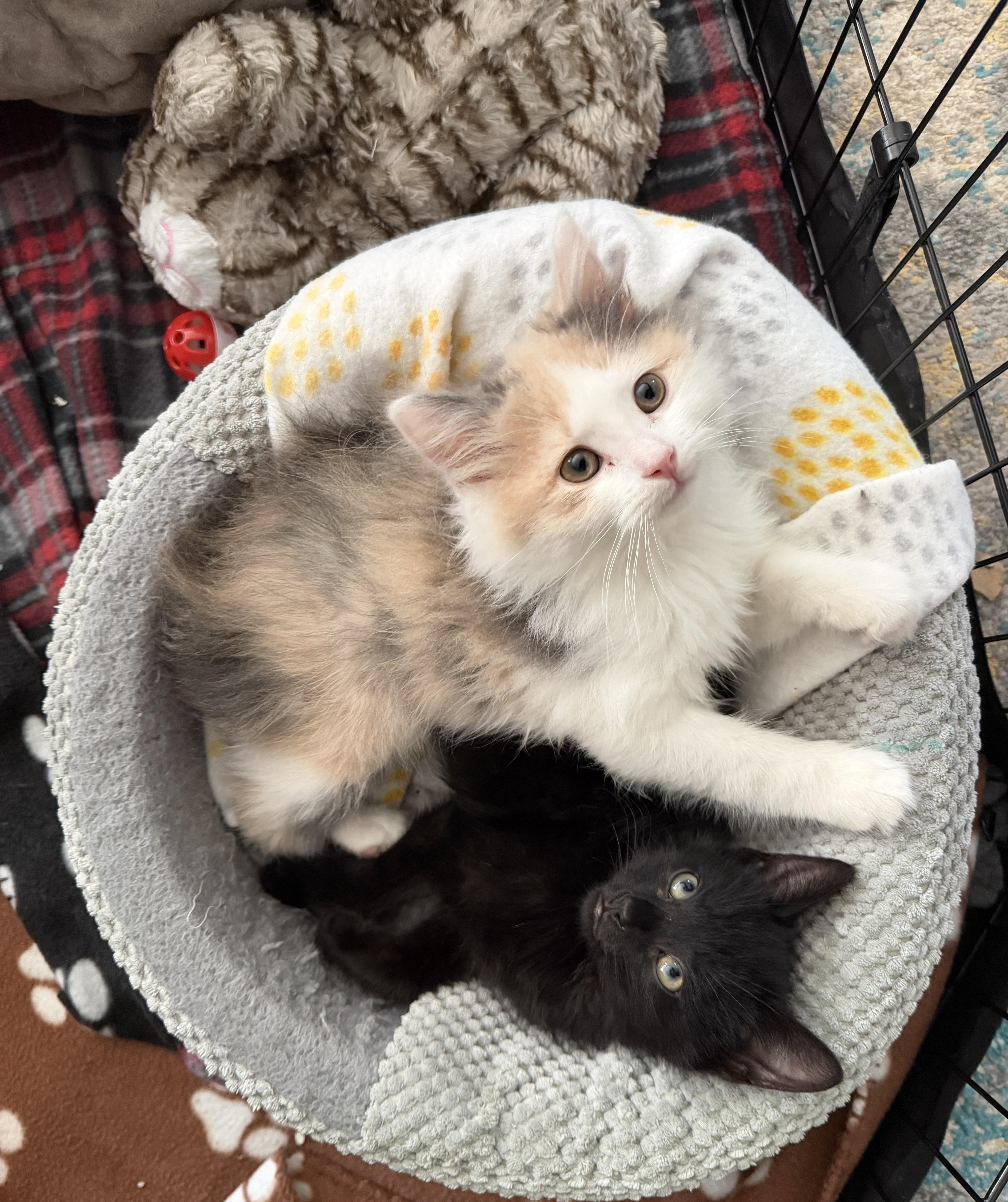 Sassy and Otto, an adopted Domestic Long Hair in Rochester, NY image 2/6