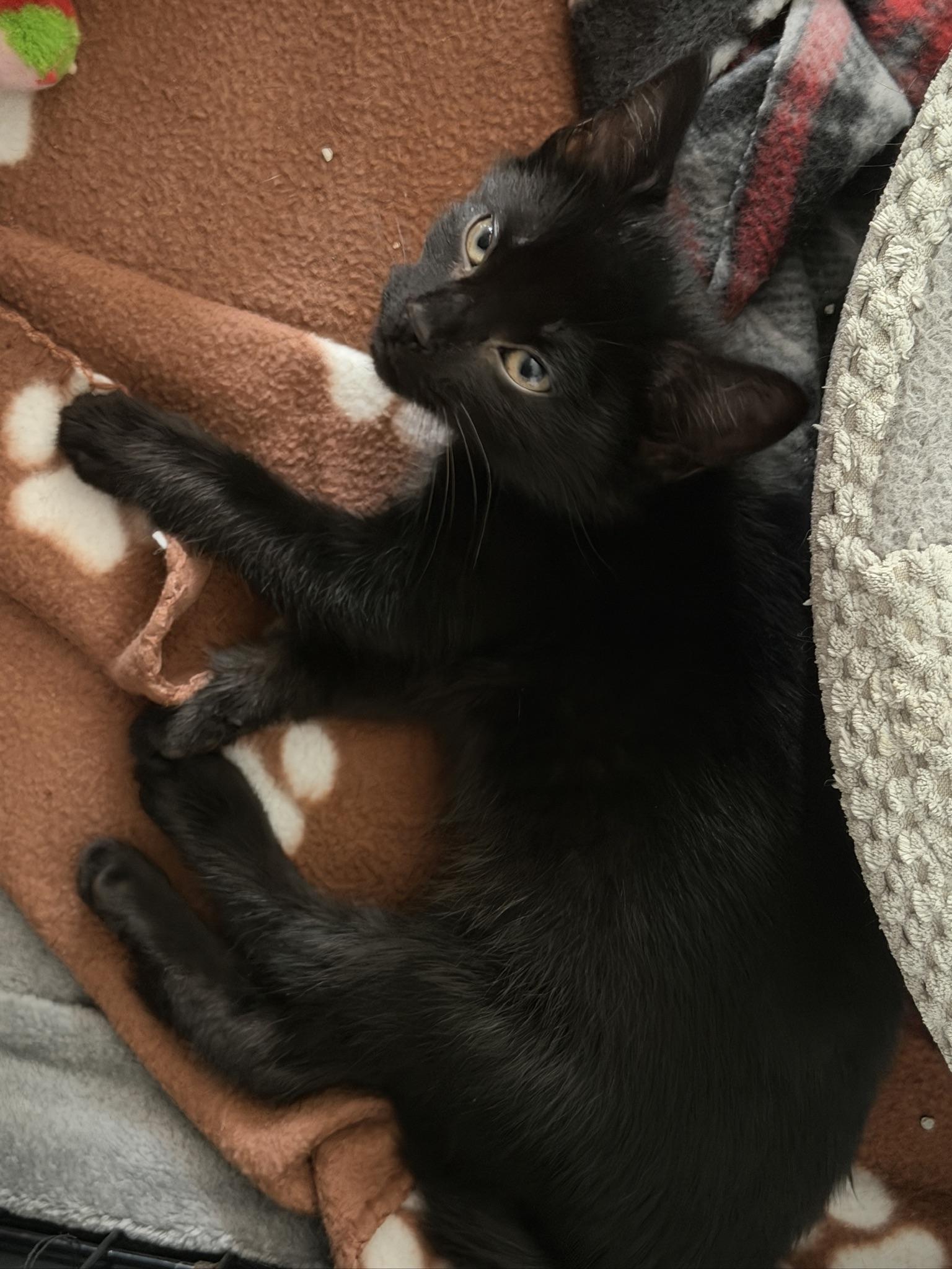 Sassy and Otto, an adopted Domestic Long Hair in Rochester, NY image 4/6