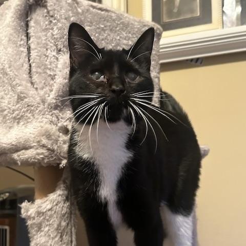 Alua, Adoptable, Young Female Tuxedo & Domestic Short Hair.