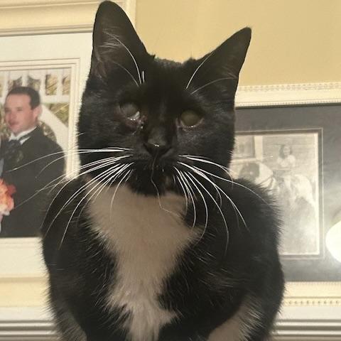 Enlarge Alua, a Adoptable mixed breed in Knoxville, TN image 2/4