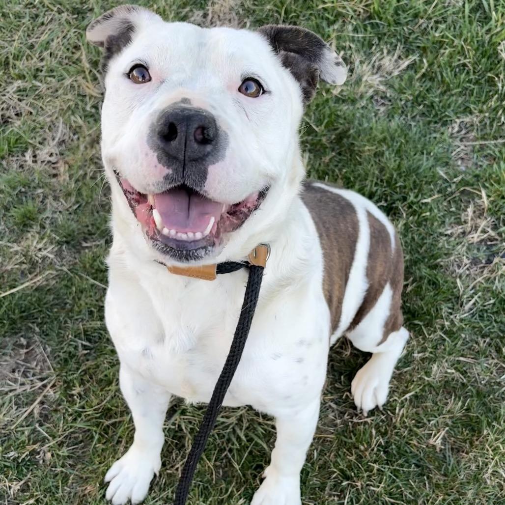 Zelda (Eustice), Adoptable, Adult Female Pit Bull Terrier & Mixed Breed.