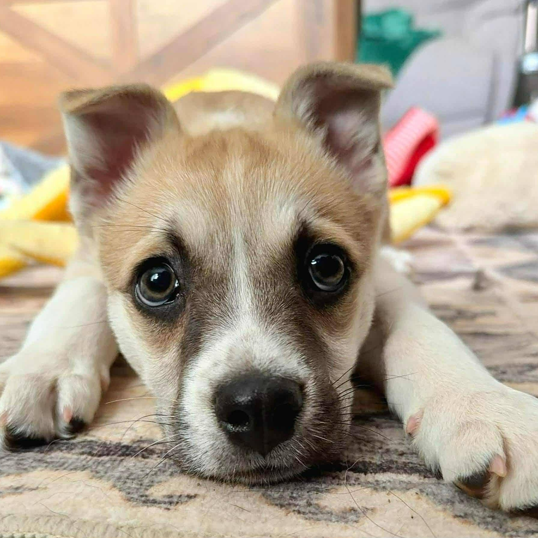 Freddie, ADOPTABLE, Puppy Male Boston Terrier.