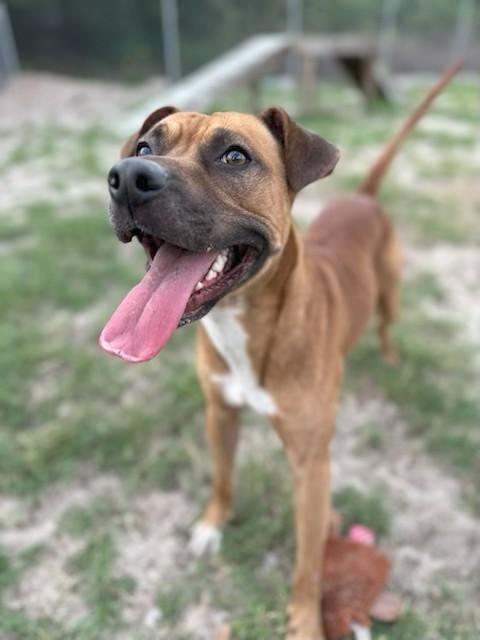 RONAN, a Adopted mixed breed in Lakeway, TX image 1/2