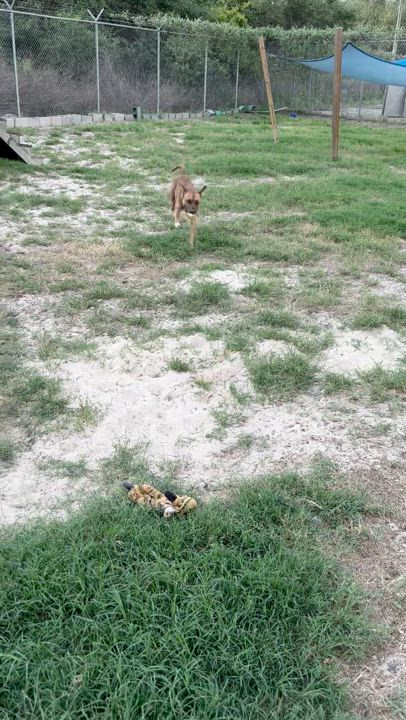 Enlarge RONAN, a Adopted mixed breed in Lakeway, TX video 2/2