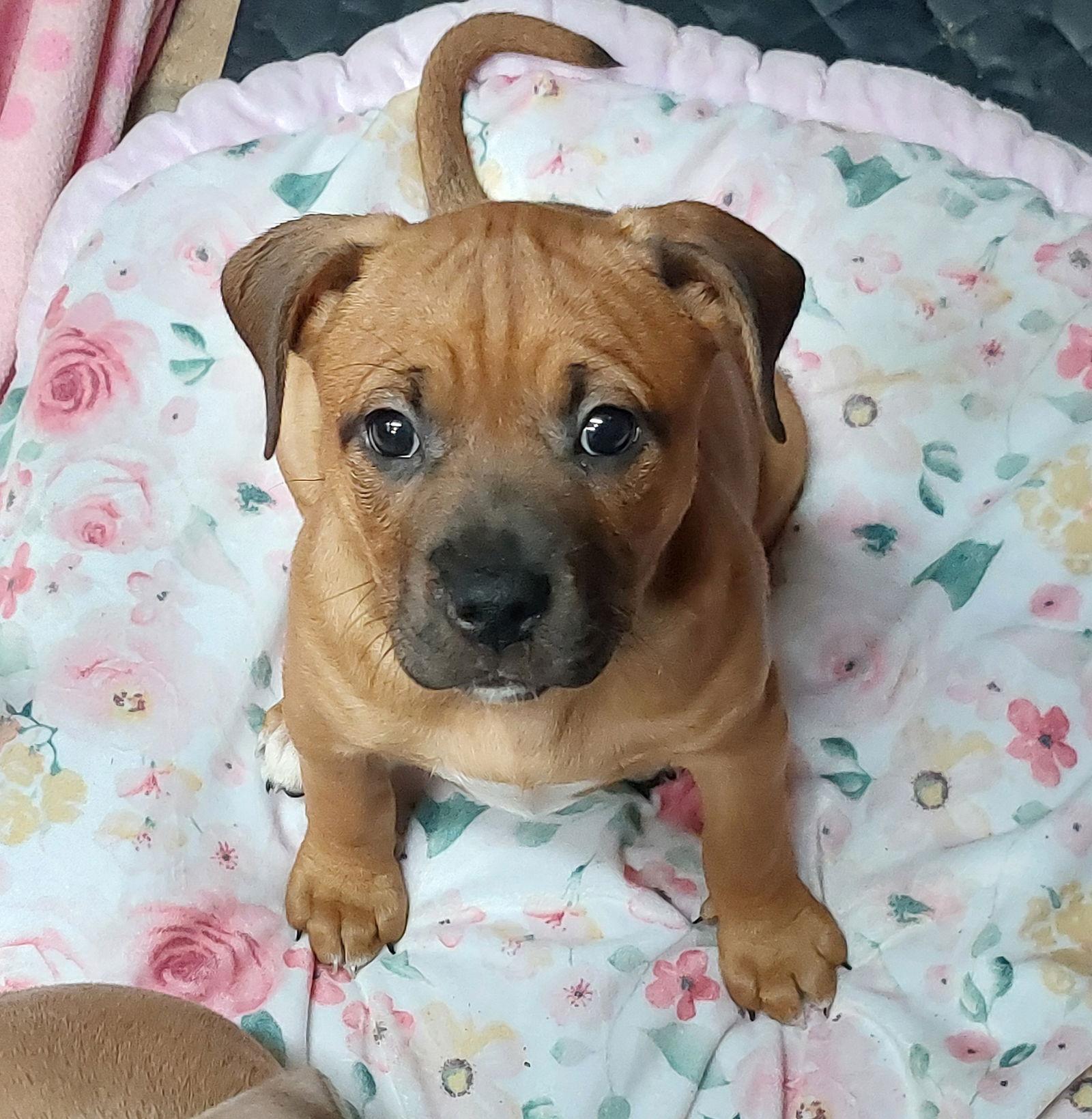 Mika, Adoptable, Puppy Female Boerboel & Boxer.