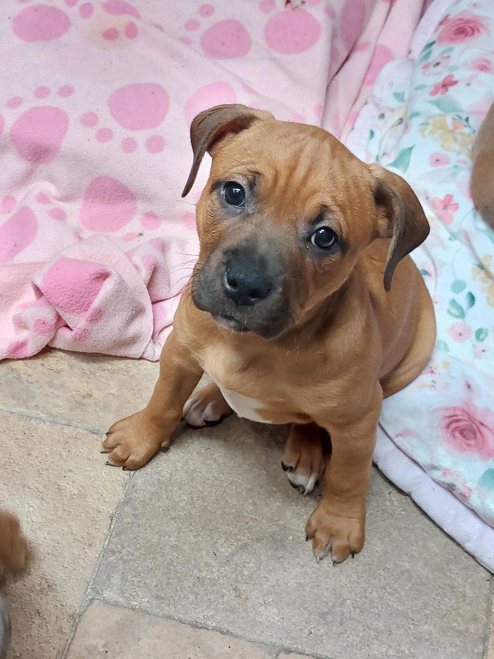 Enlarge Mika, a Adoptable mixed breed in Sanford, FL image 2/2