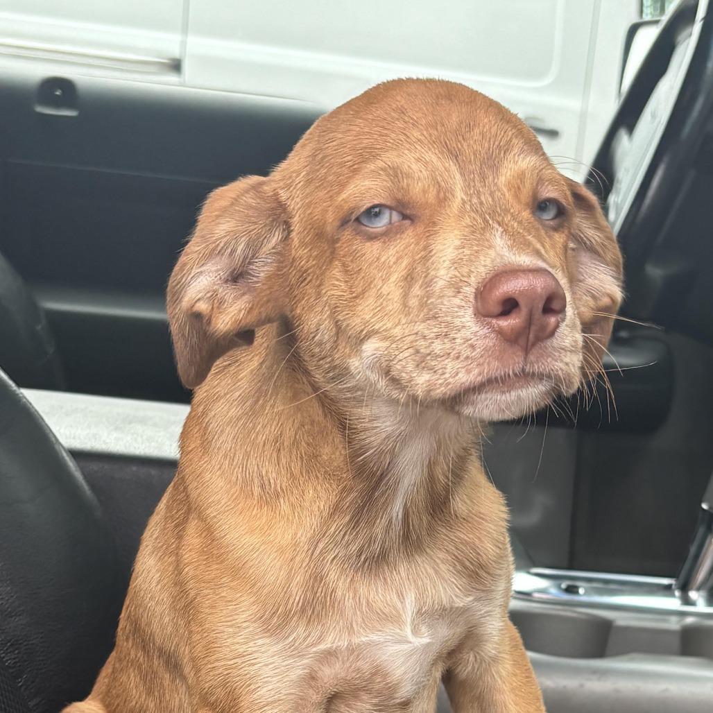 Sully, Adoptable, Young Male Catahoula Leopard Dog.