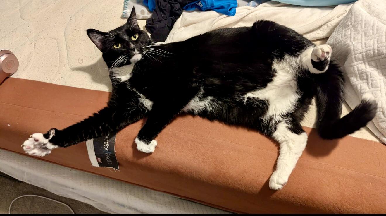 Bean, a ADOPTABLE Tuxedo in Plainville, CT image 3/5