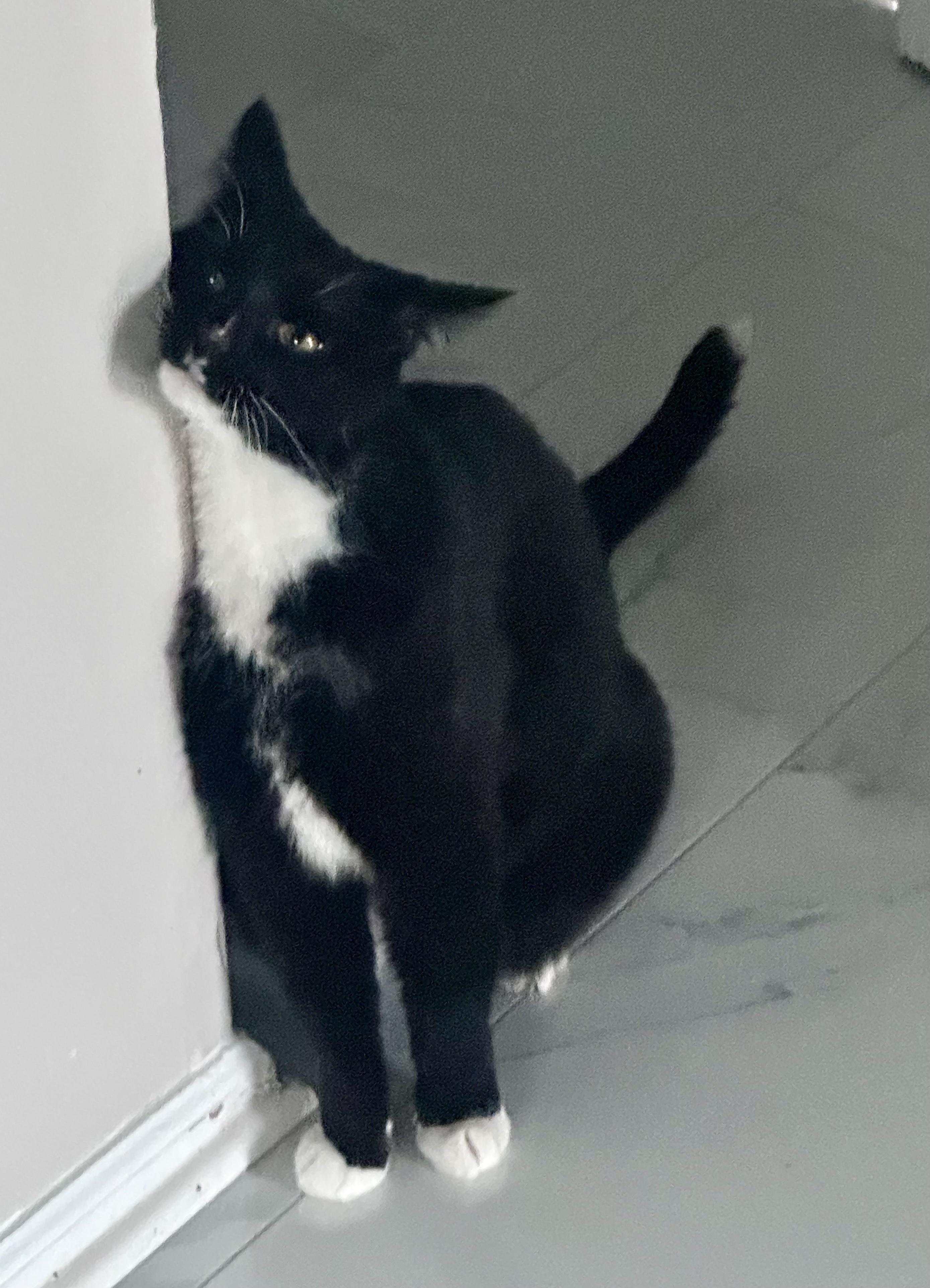 Bean, a ADOPTABLE Tuxedo in Plainville, CT image 4/5