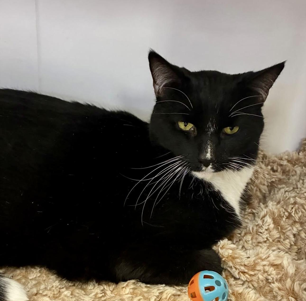 Bean, an adopted Tuxedo in Plainville, CT image 4/5