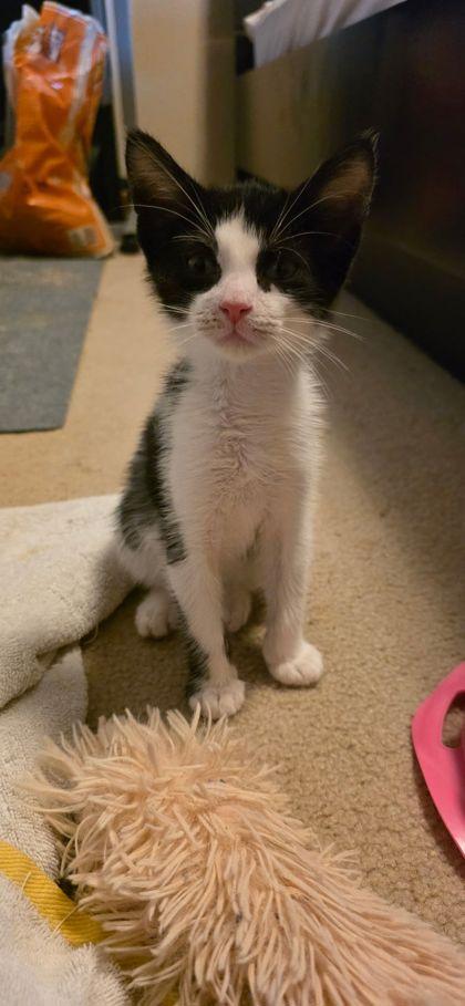 Enlarge Sprout, a Adoptable mixed breed in Berwick, PA image 1/2